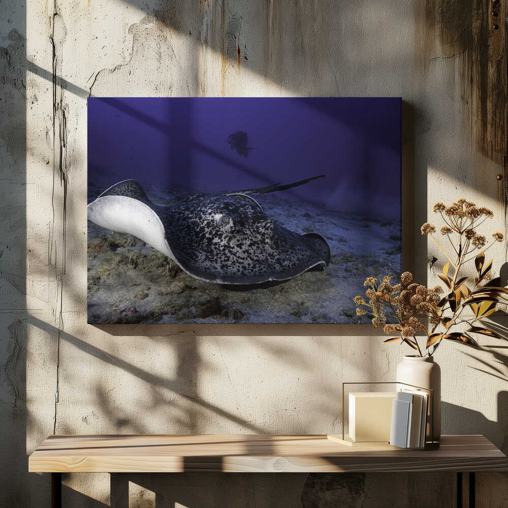 Black-blotched stingray