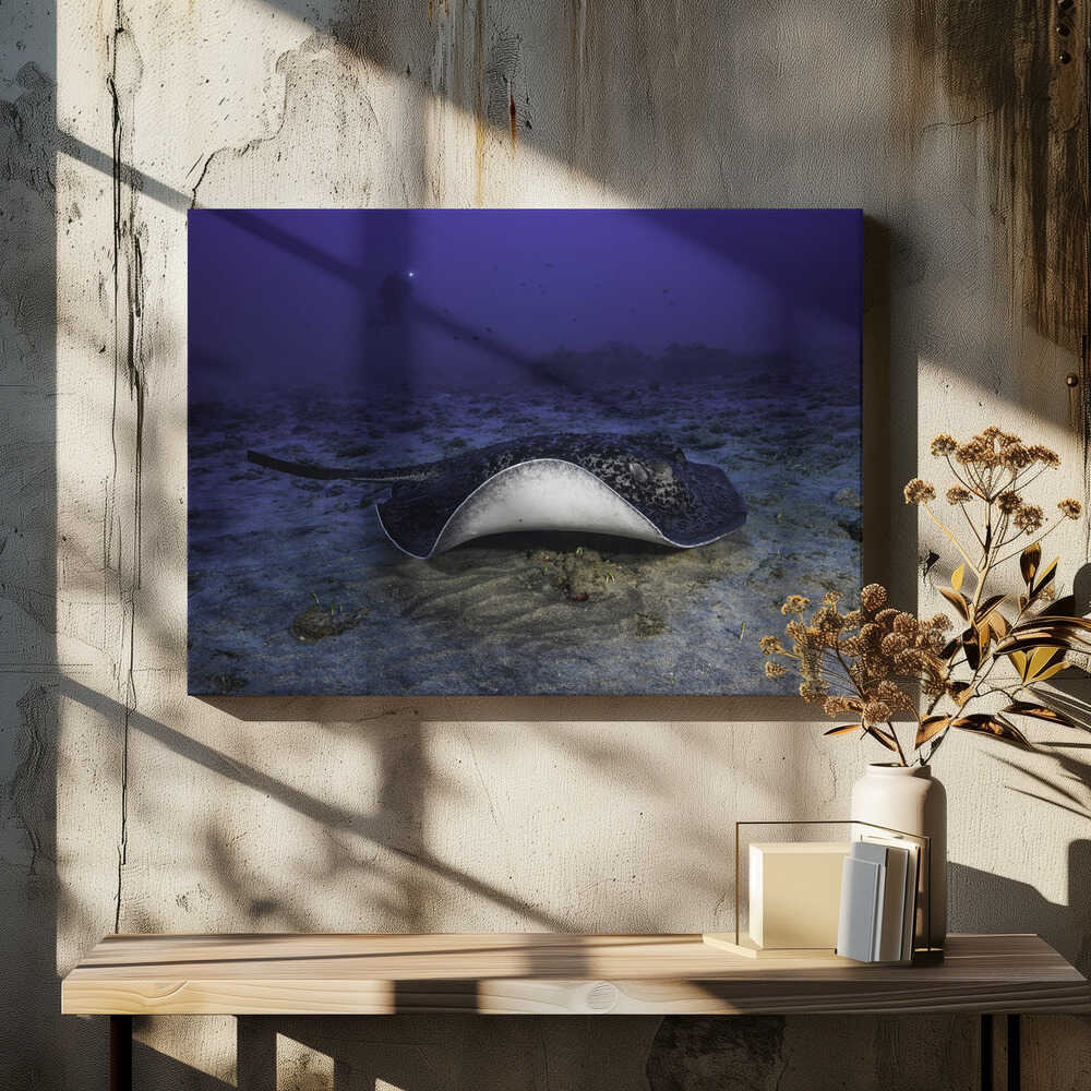 Black-blotched stingray