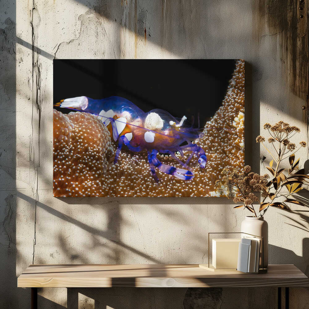 Peacock-tail anemone shrimp