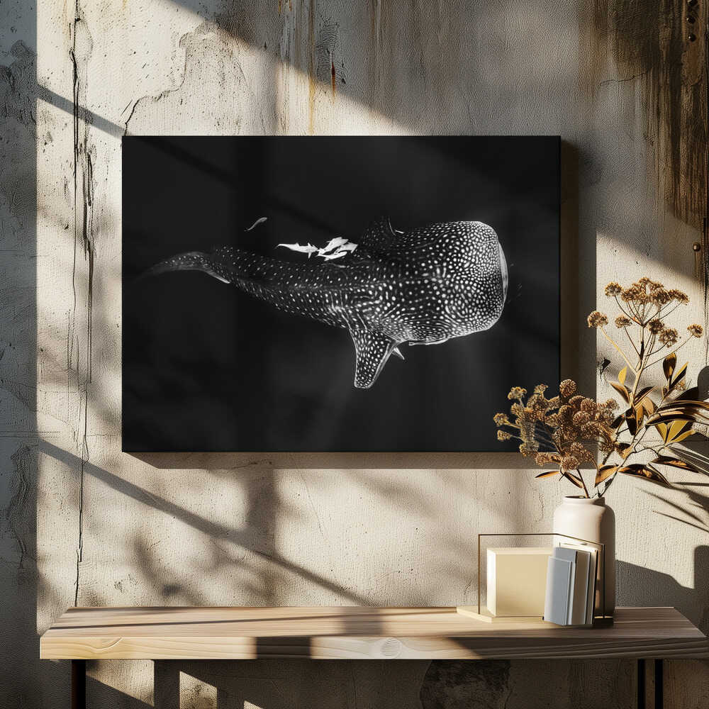 Black and Whale Shark