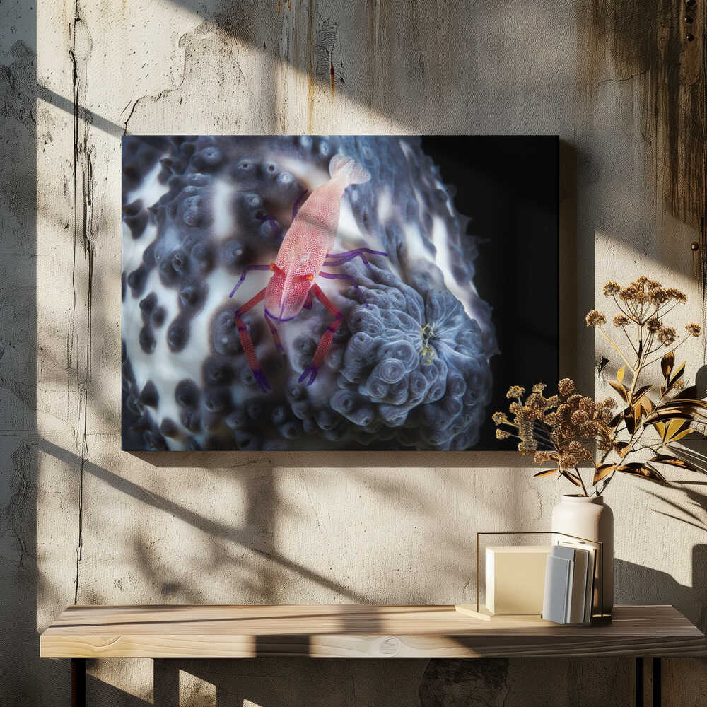 Imperial shrimp on a holoth