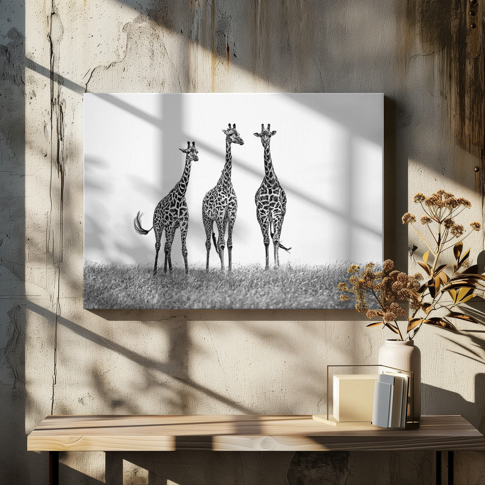 Giraffes in the Mara plains