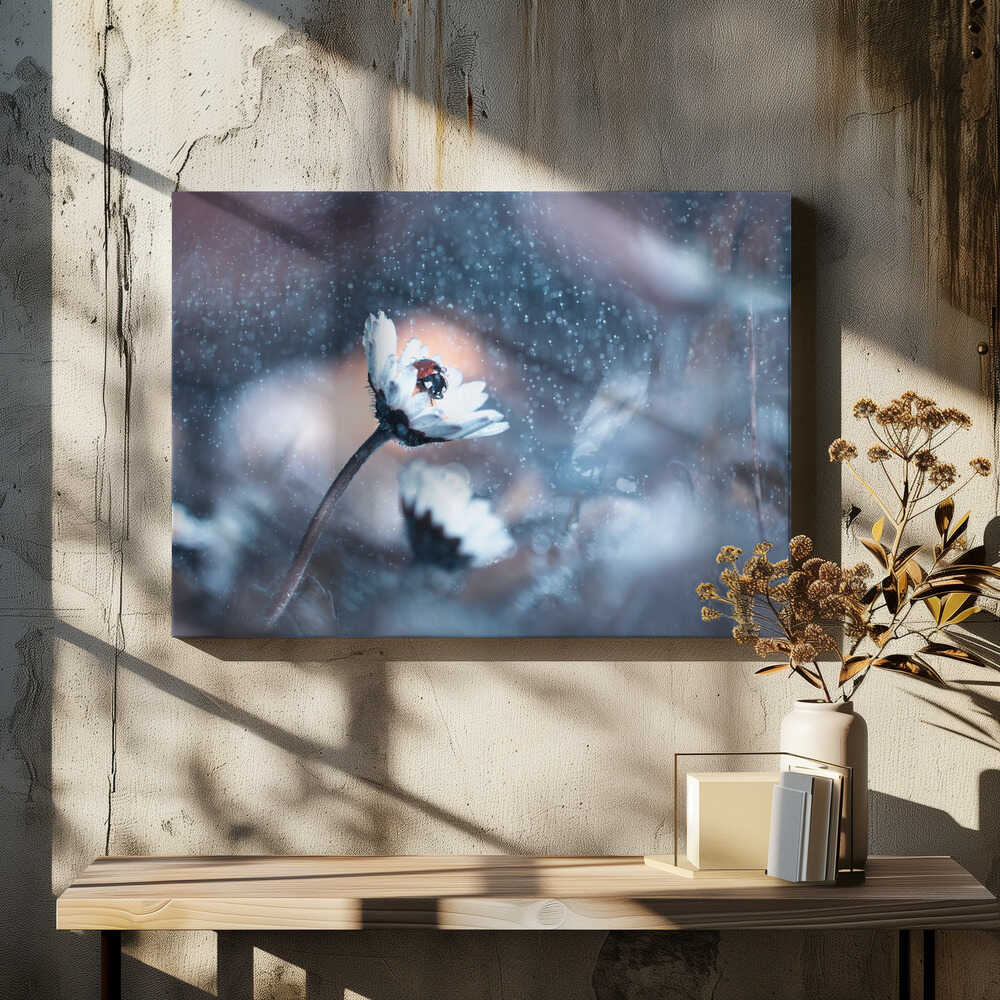 Rainy Lady Daisy Day