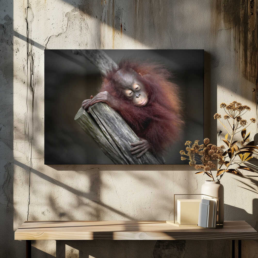 AFTER A PLAYFUL DAY (ORANG-UTAN BABY)