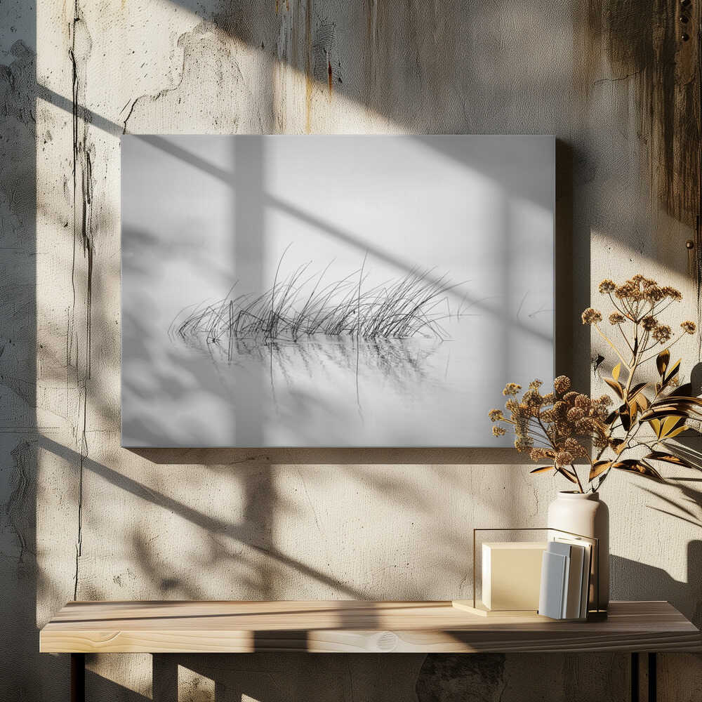 Reed in morning light