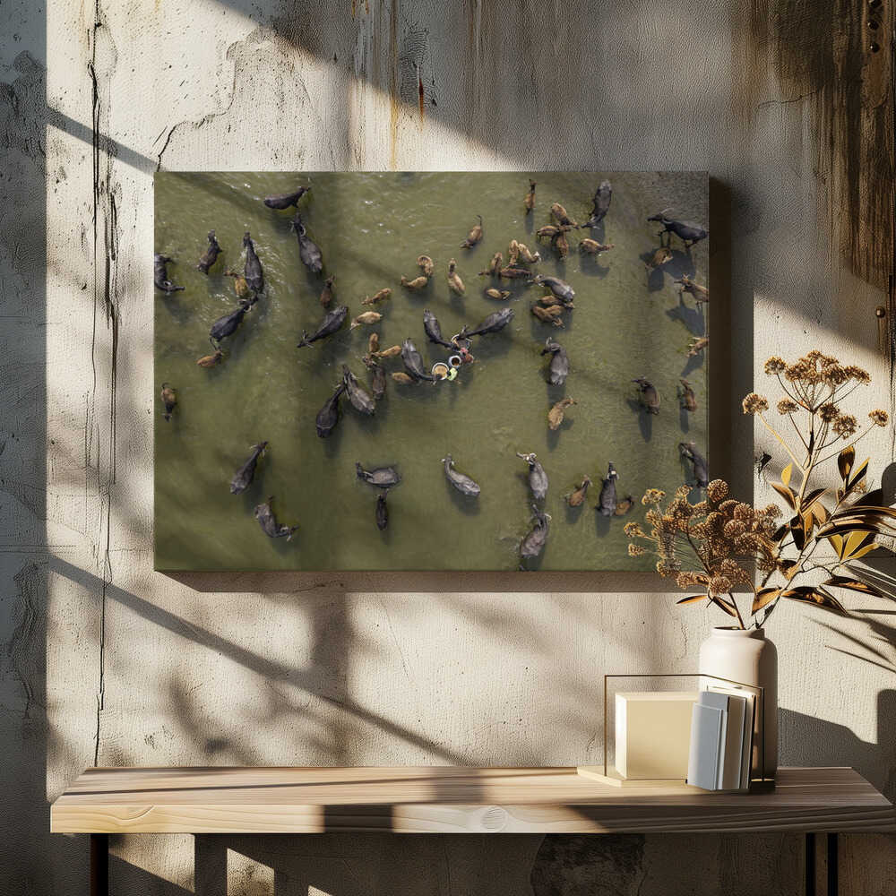 Cattle bath in river