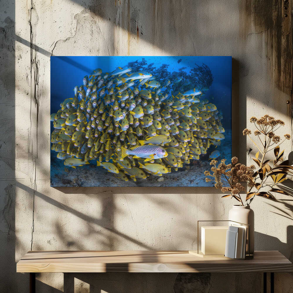 Cape Kri's school of sweetlips