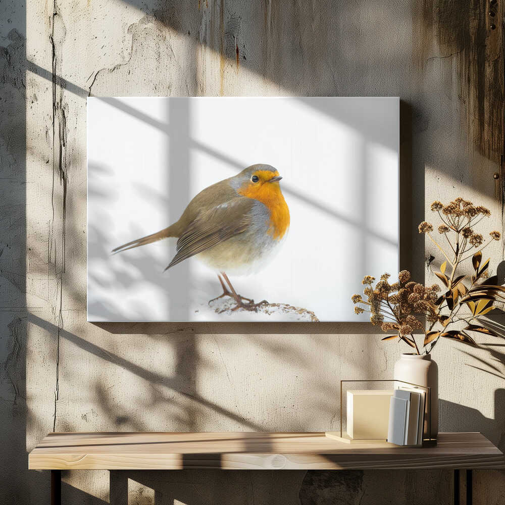 robin in winter