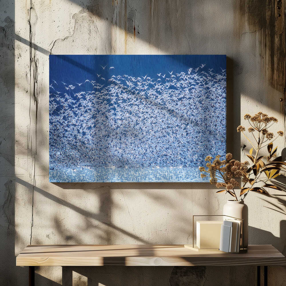 Snow Geese Migration