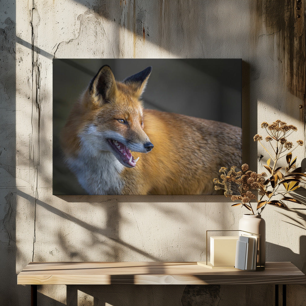 Art Prints of fox