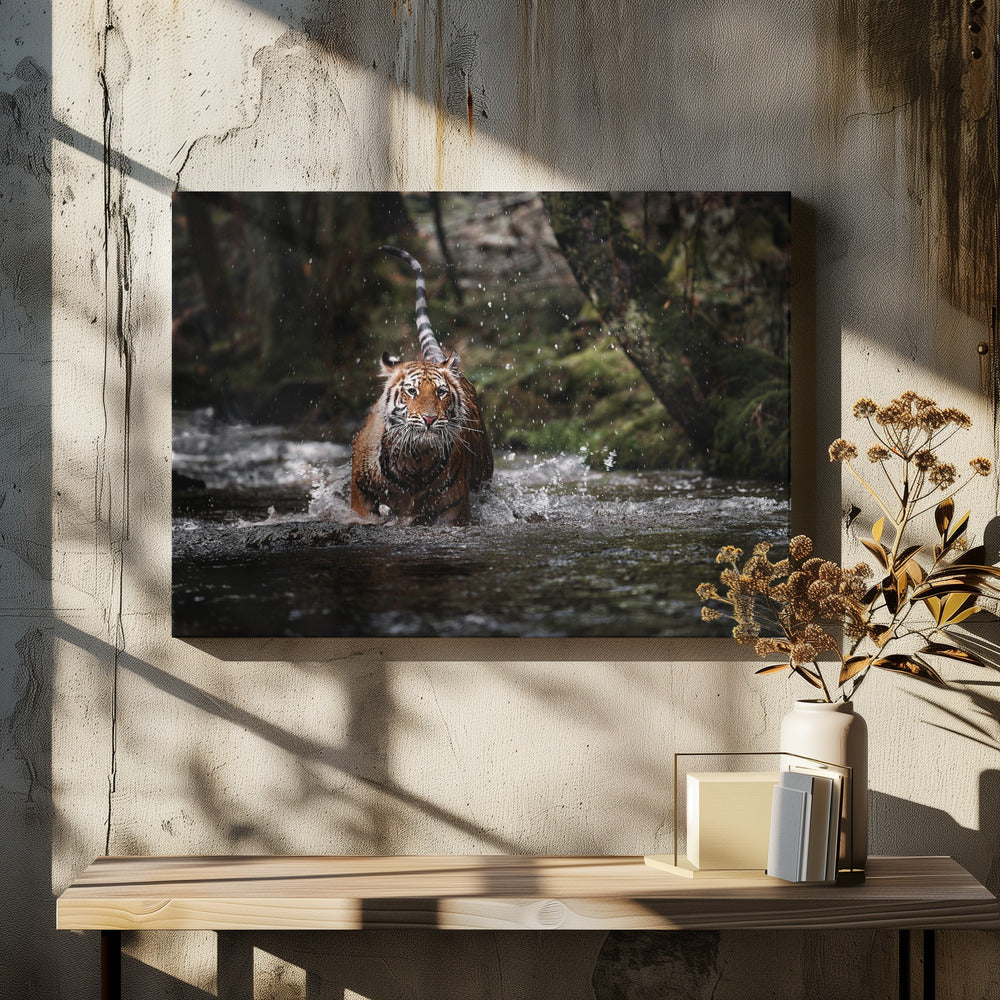 Art Prints of Big cat in creek