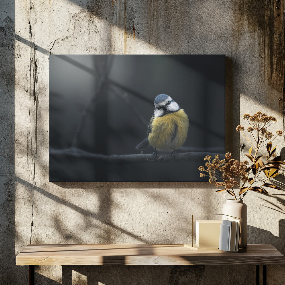 Art Prints of Blue Tit