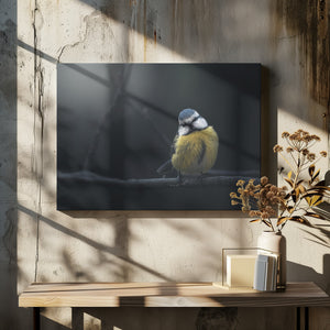 Art Prints of Blue Tit