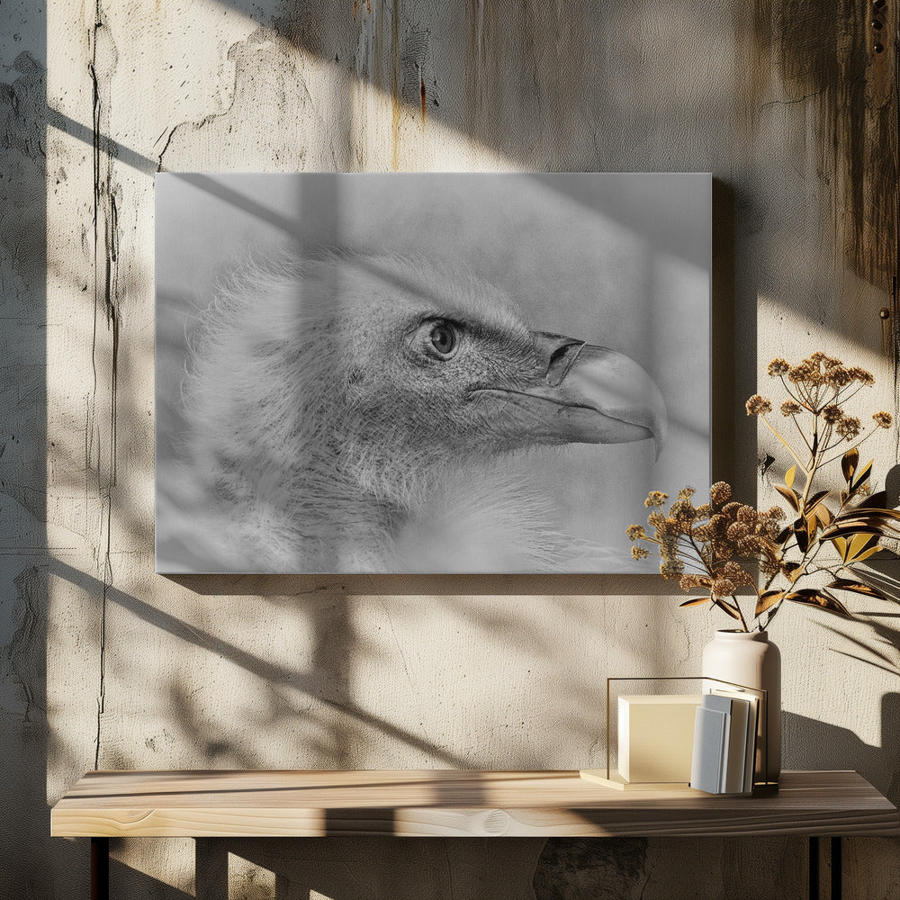 Art Prints of Bald eagle