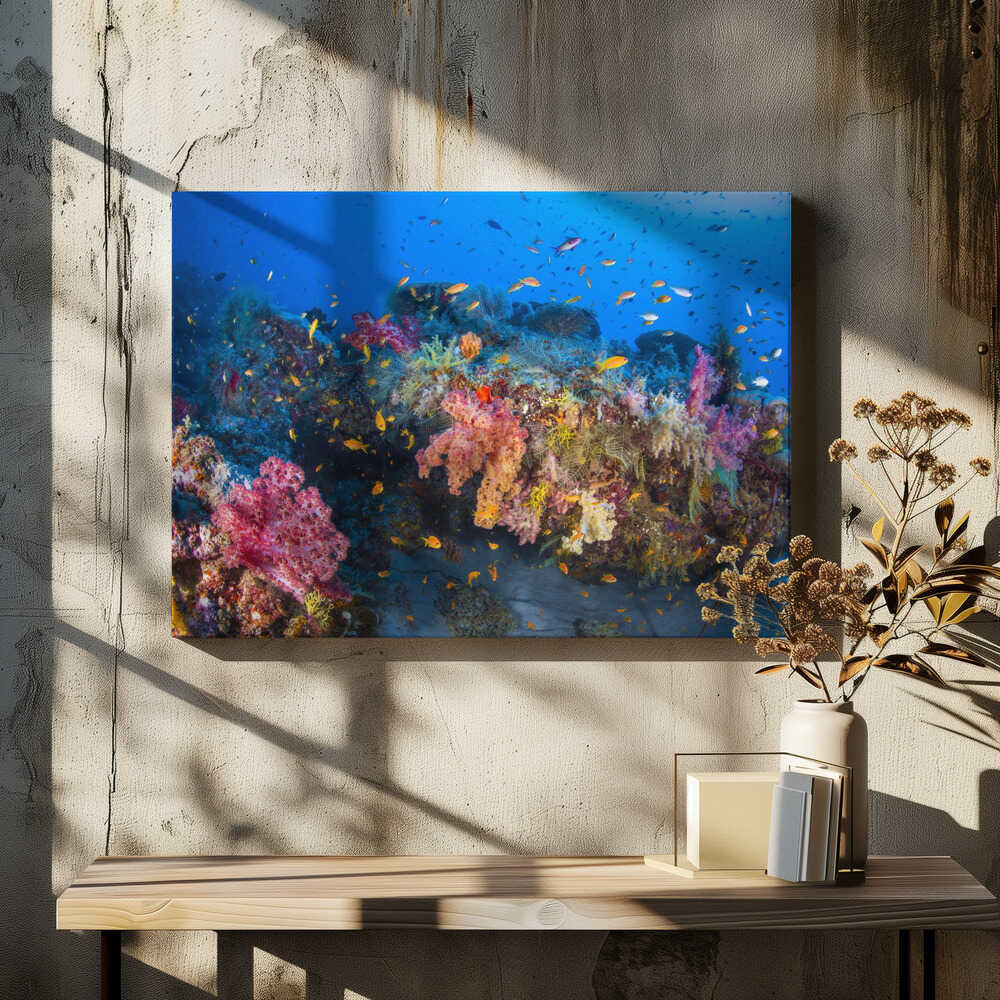 Colors of Soft Coral