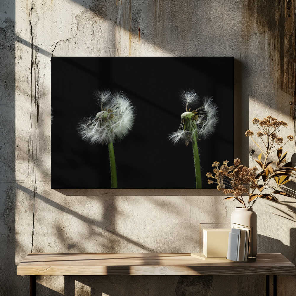 dandelion flower sequenz