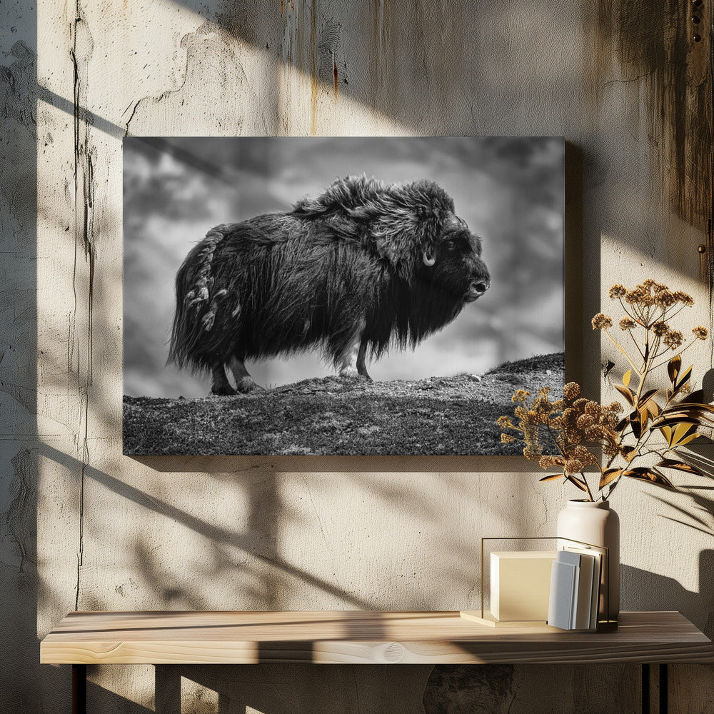male Musk ox