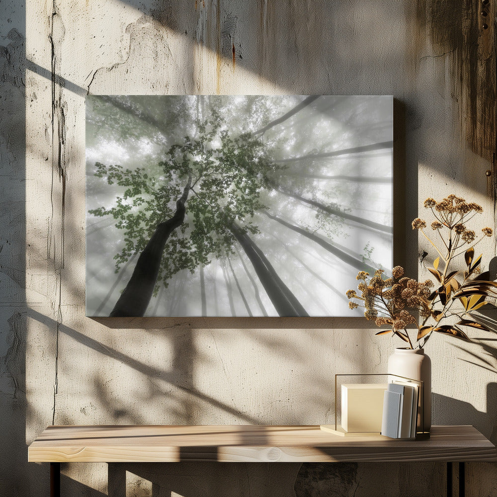 Misty mystery of the forest