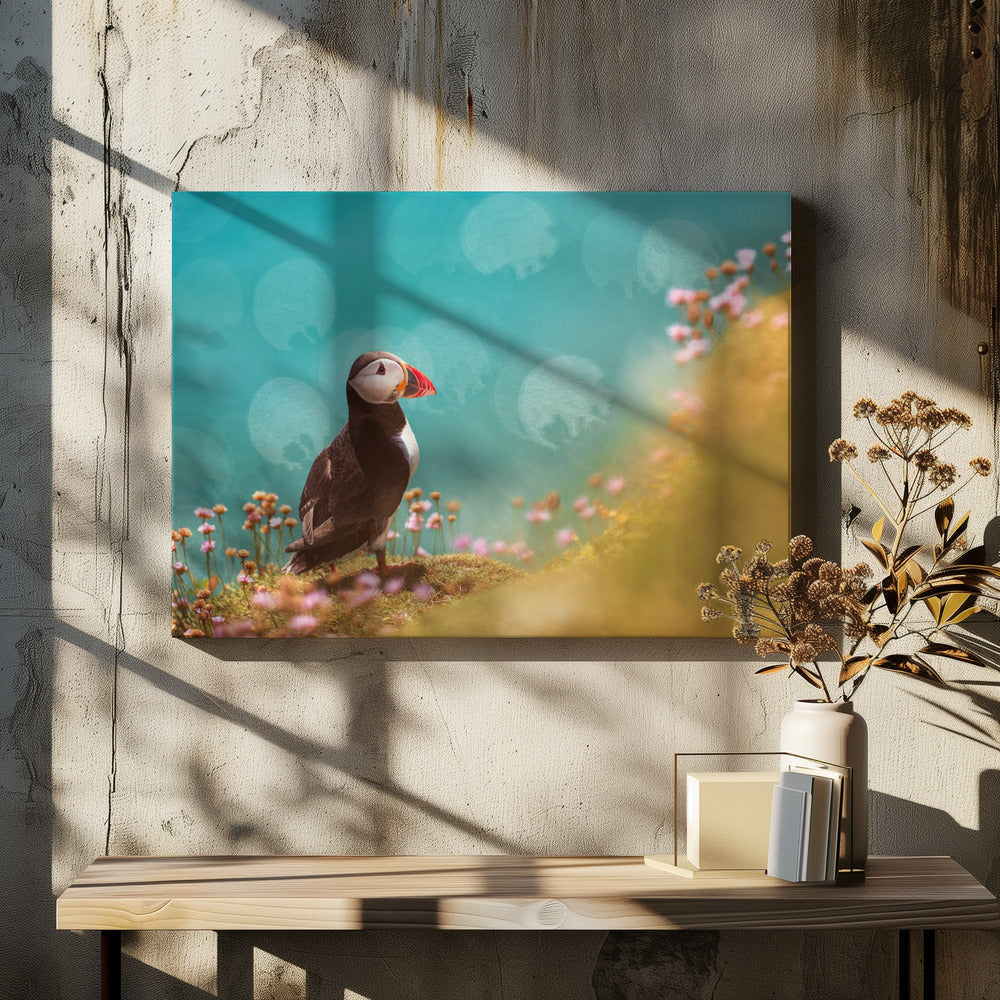 Atlantic puffin (Fratercula arctica)