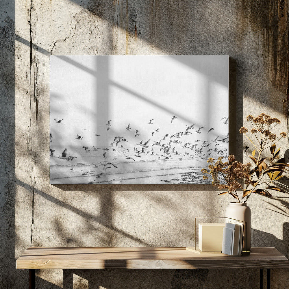 Seagulls - Coastal black and white