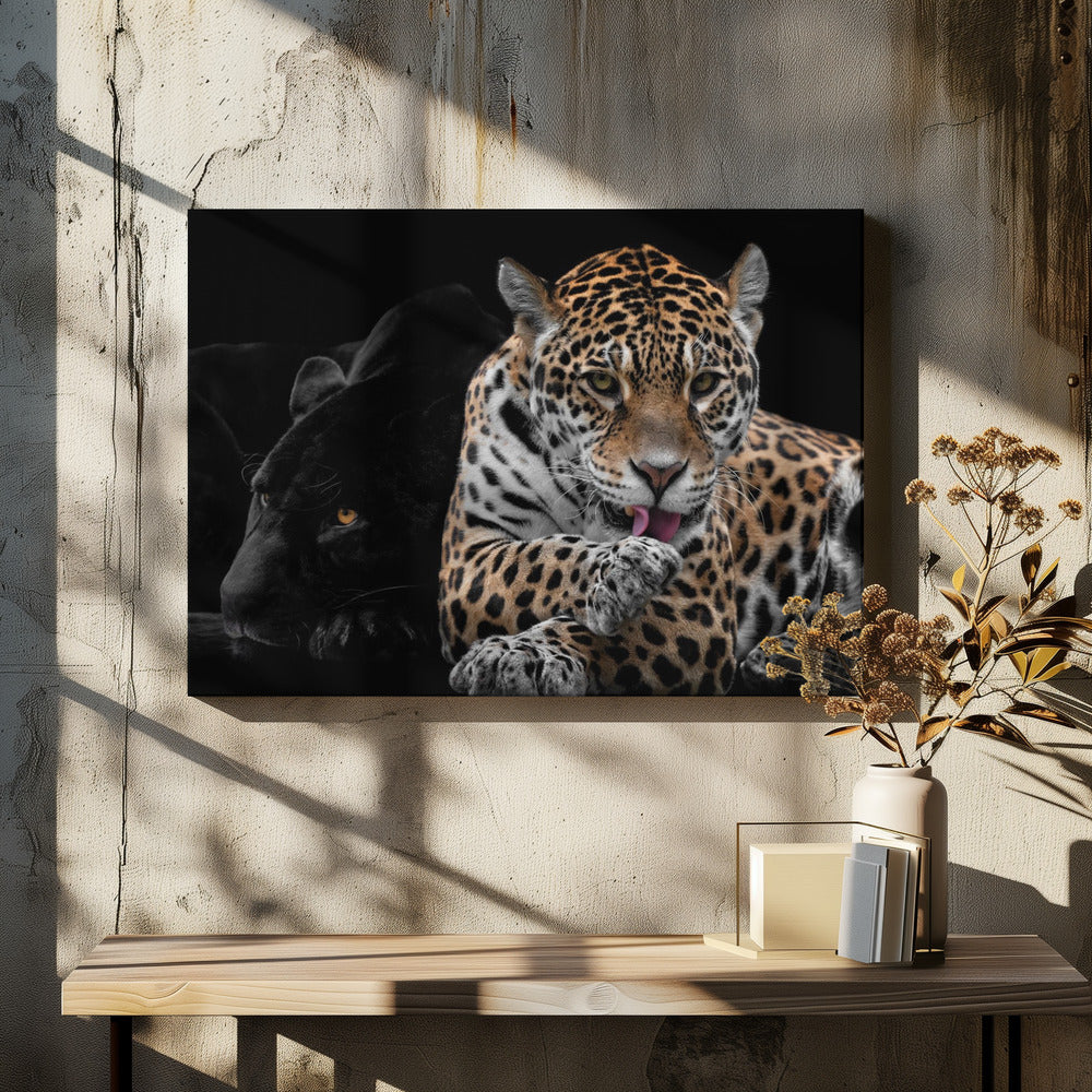 Mr and Mrs Jaguar - Panthera Onca