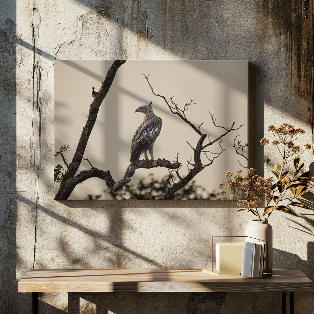 In the dusk of the morning light