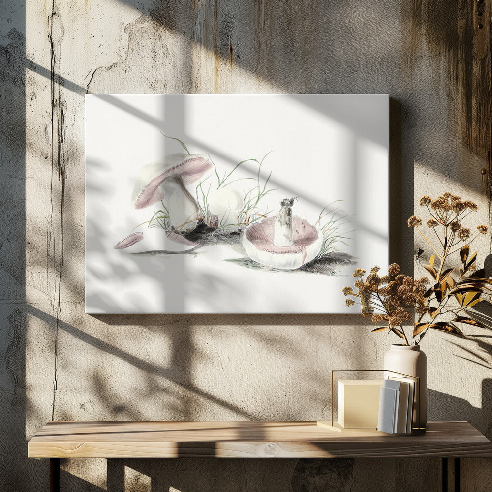 Hand Drawn Field Mushroom