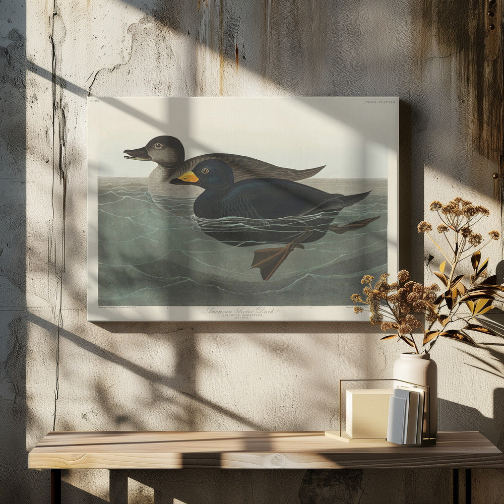 American Scoter Duck From Birds of America (1827)