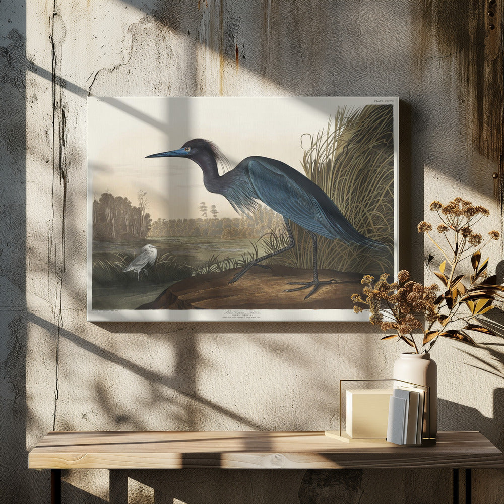 Blue Crane or Heron From Birds of America (1827)