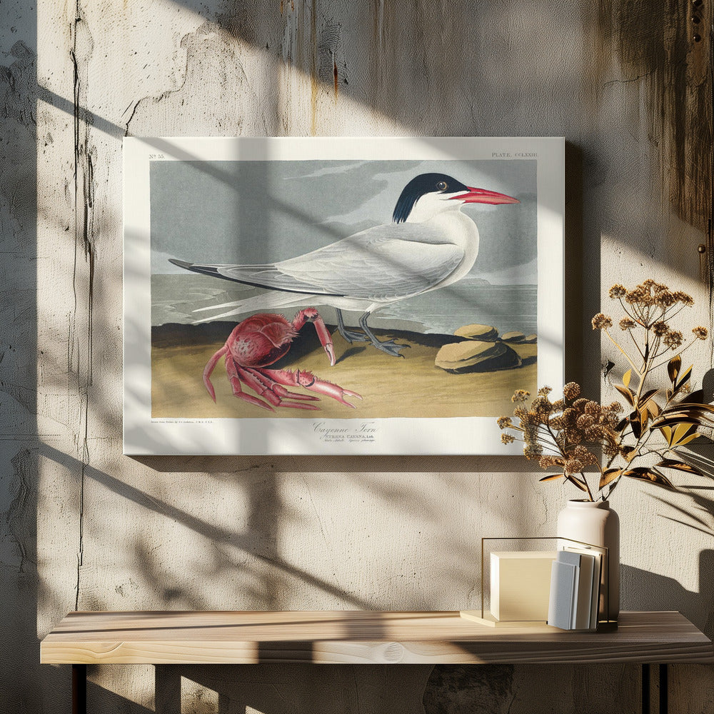 Cayenne Tern From Birds of America (1827)