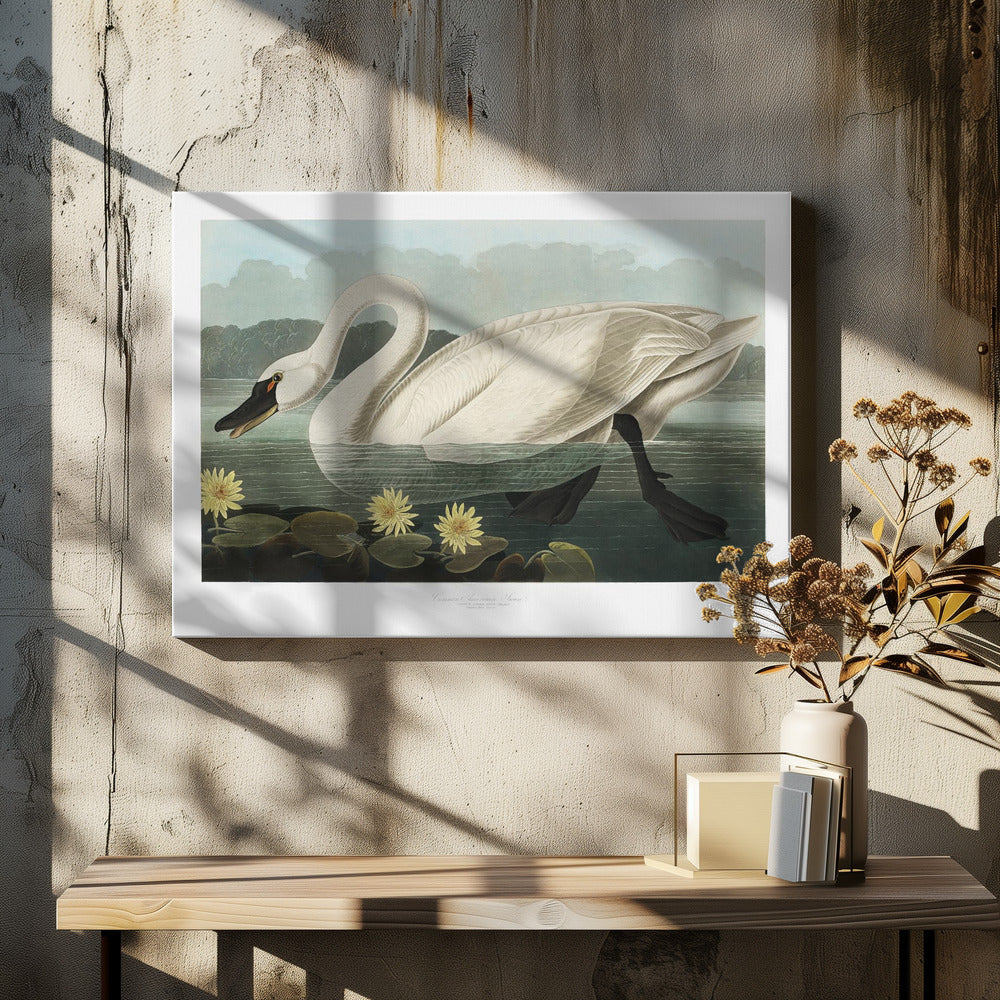 Common American Swan From Birds of America (1827)