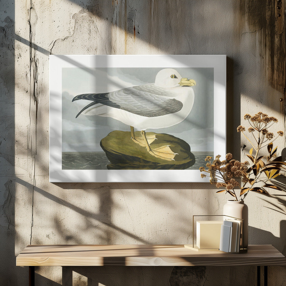 Fulmar Petrel From Birds of America (1827)