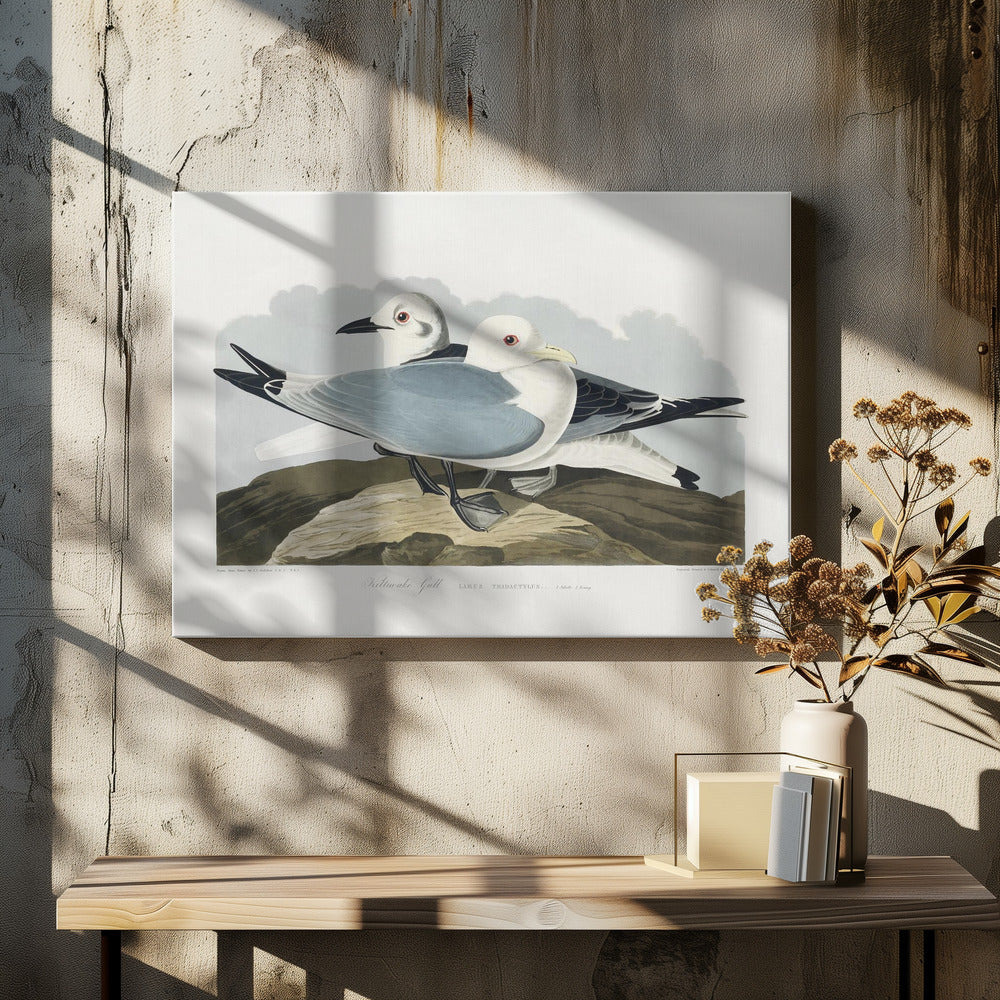 Kittiwake Gull From Birds of America (1827)