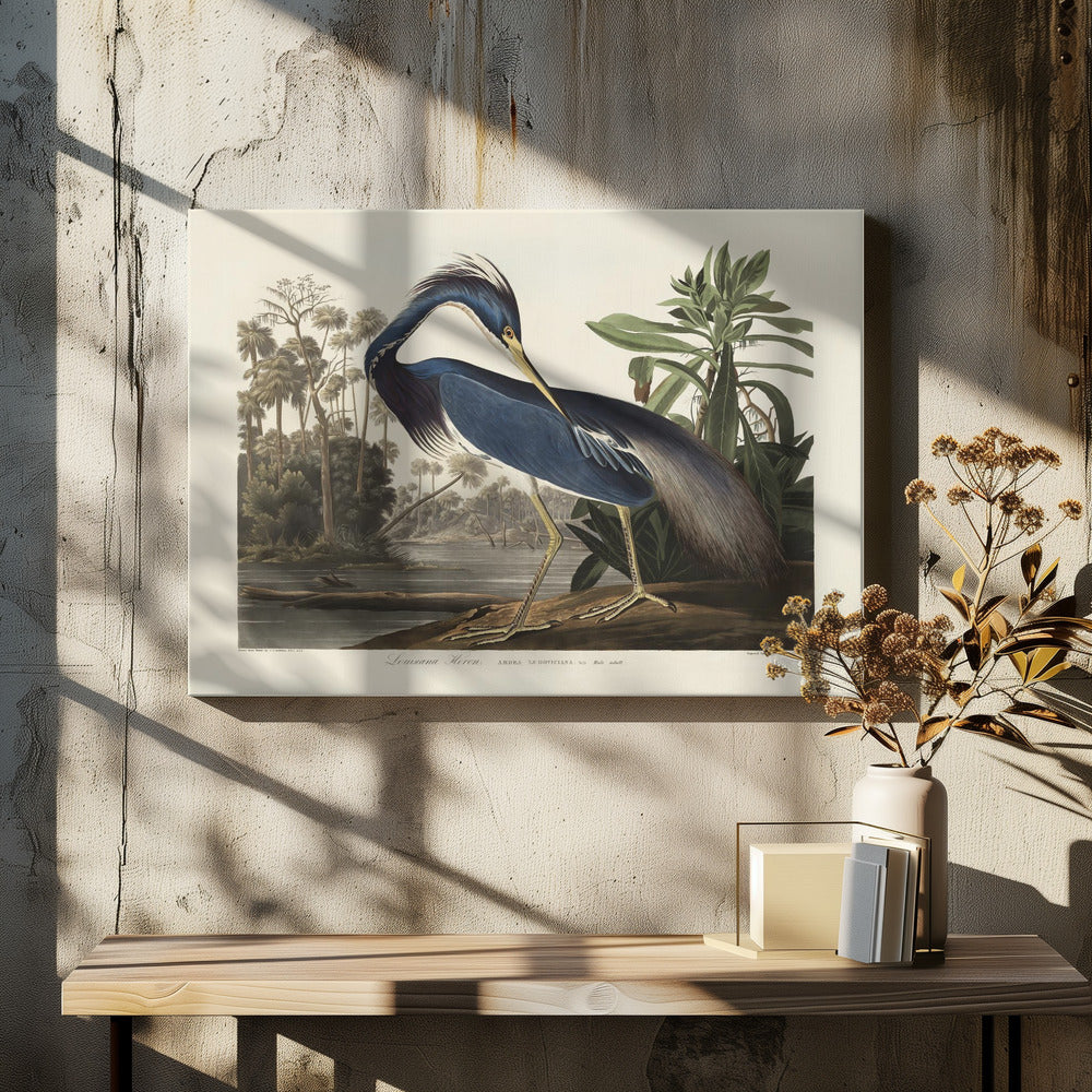 Louisiana Heron From Birds of America (1827)