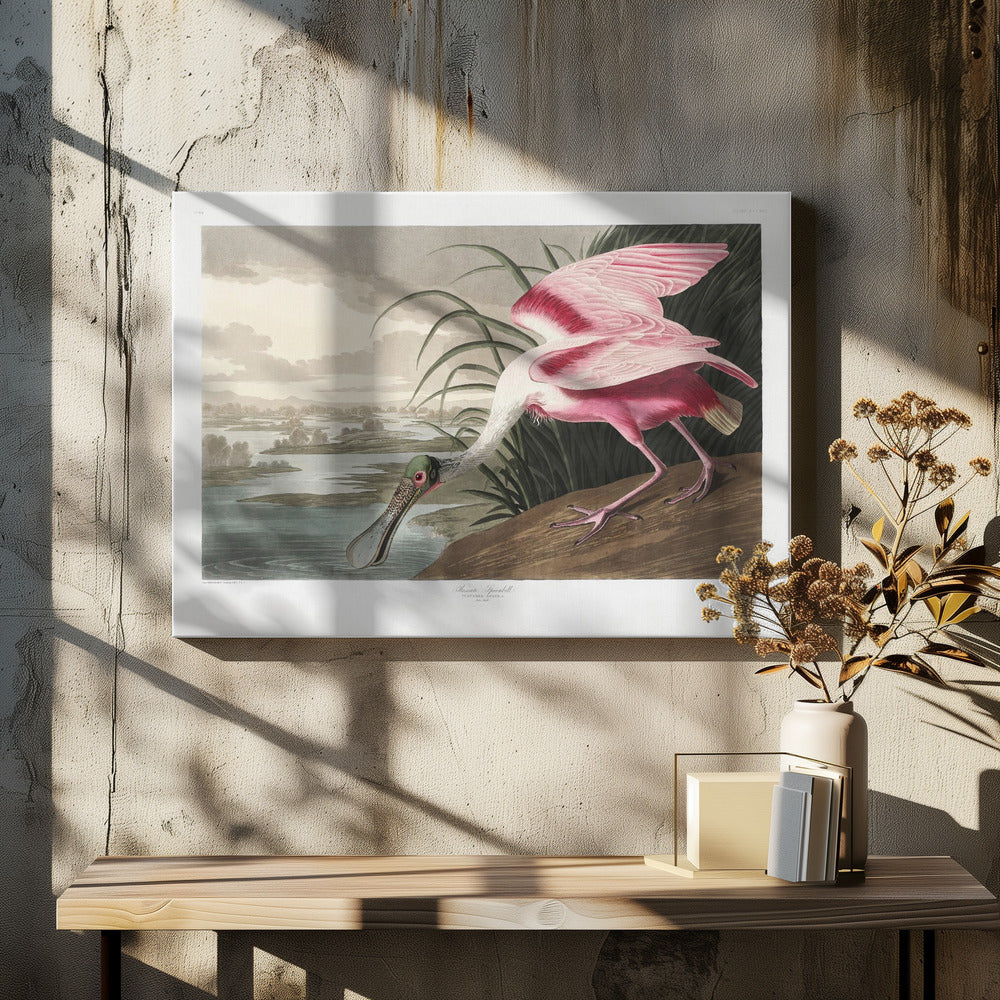 Roseate Spoonbill From Birds of America (1827)