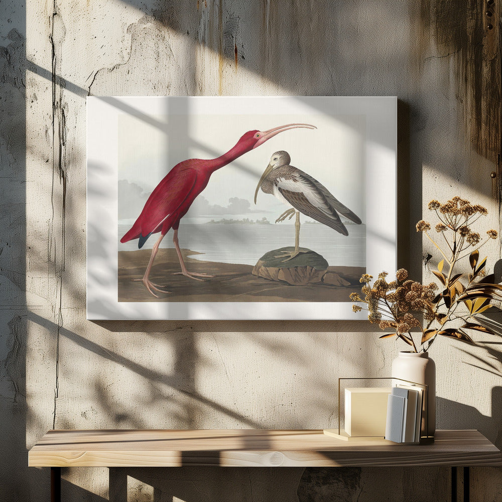 Scarlet Ibis From Birds of America (1827)