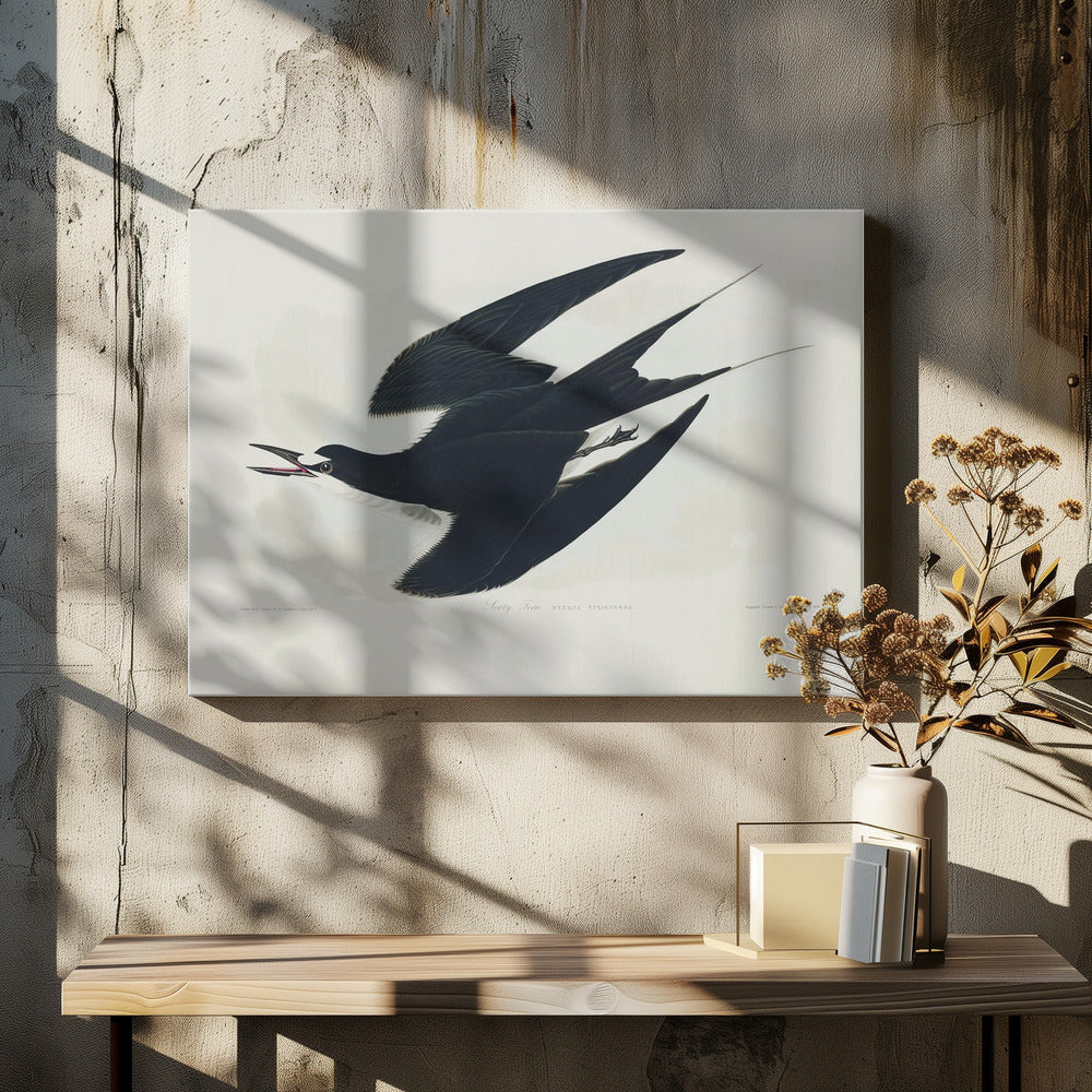 Sooty Tern From Birds of America (1827)