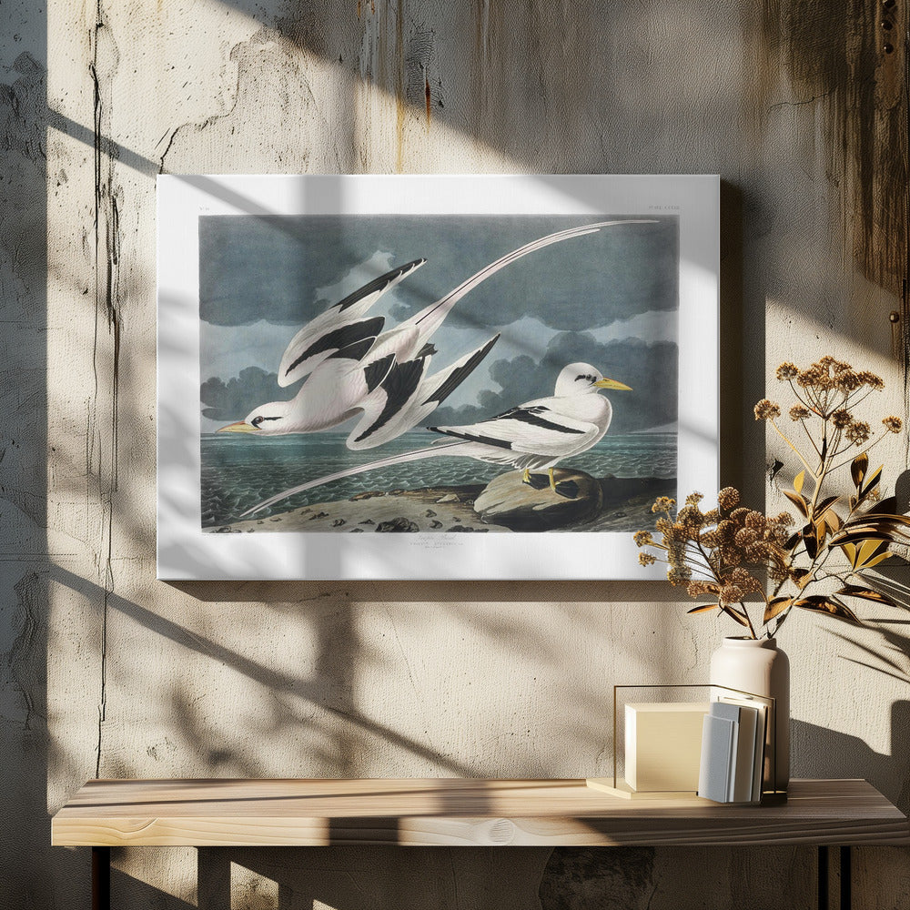 Tropic Bird From Birds of America (1827)