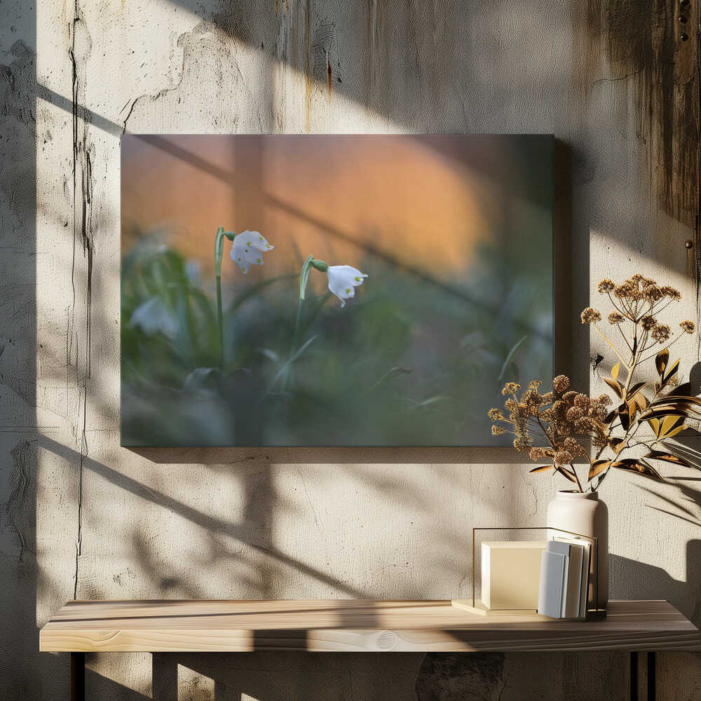 Close-up of white snowflake on field, sunset