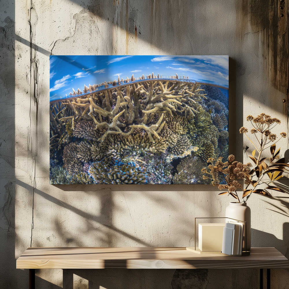 Split level with coral reef