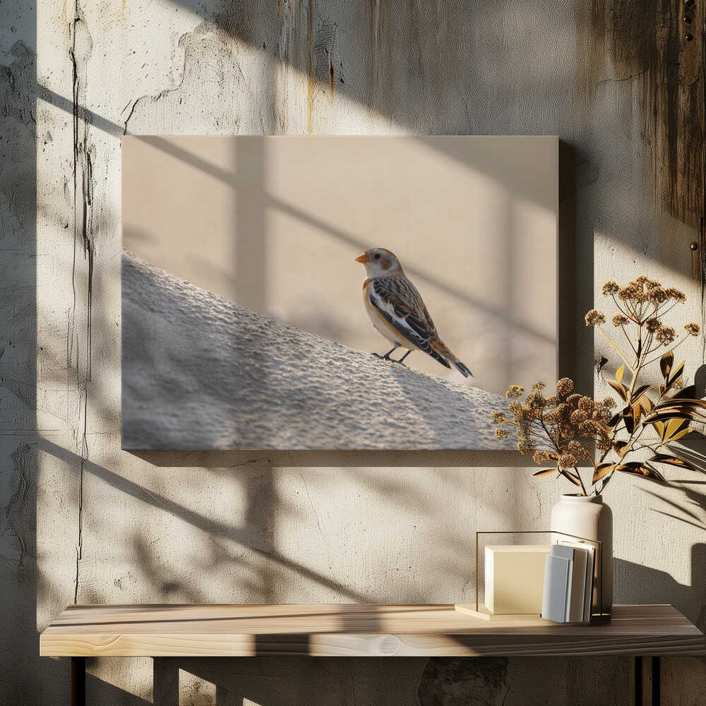 Little bird in the sand dunes.