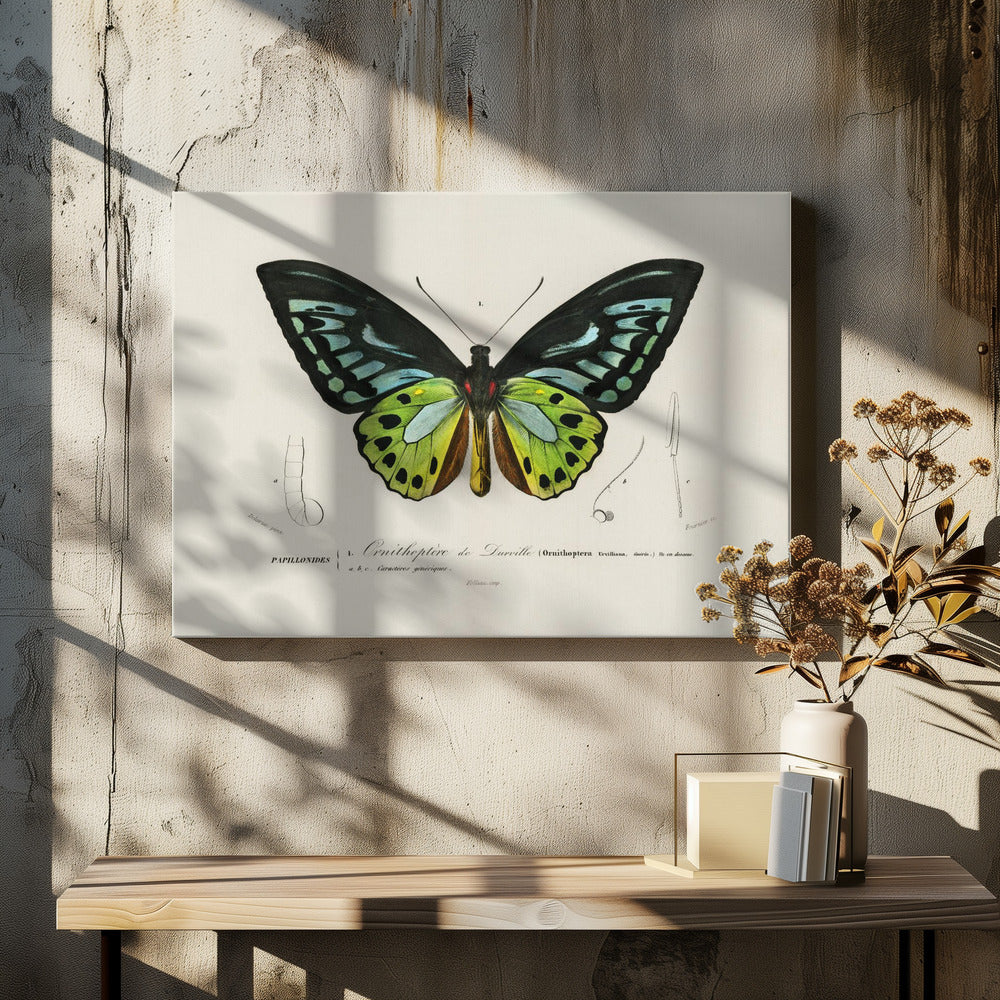 Green Birdwing Butterfly