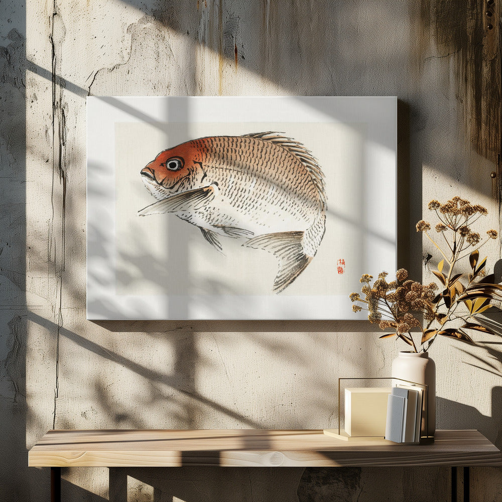 Tai (red Seabream) Fish