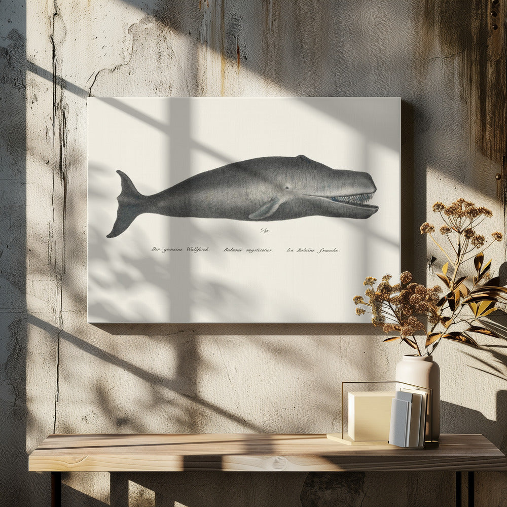 Whale Ii Antique Handcolored Sealife Lithograph 1824