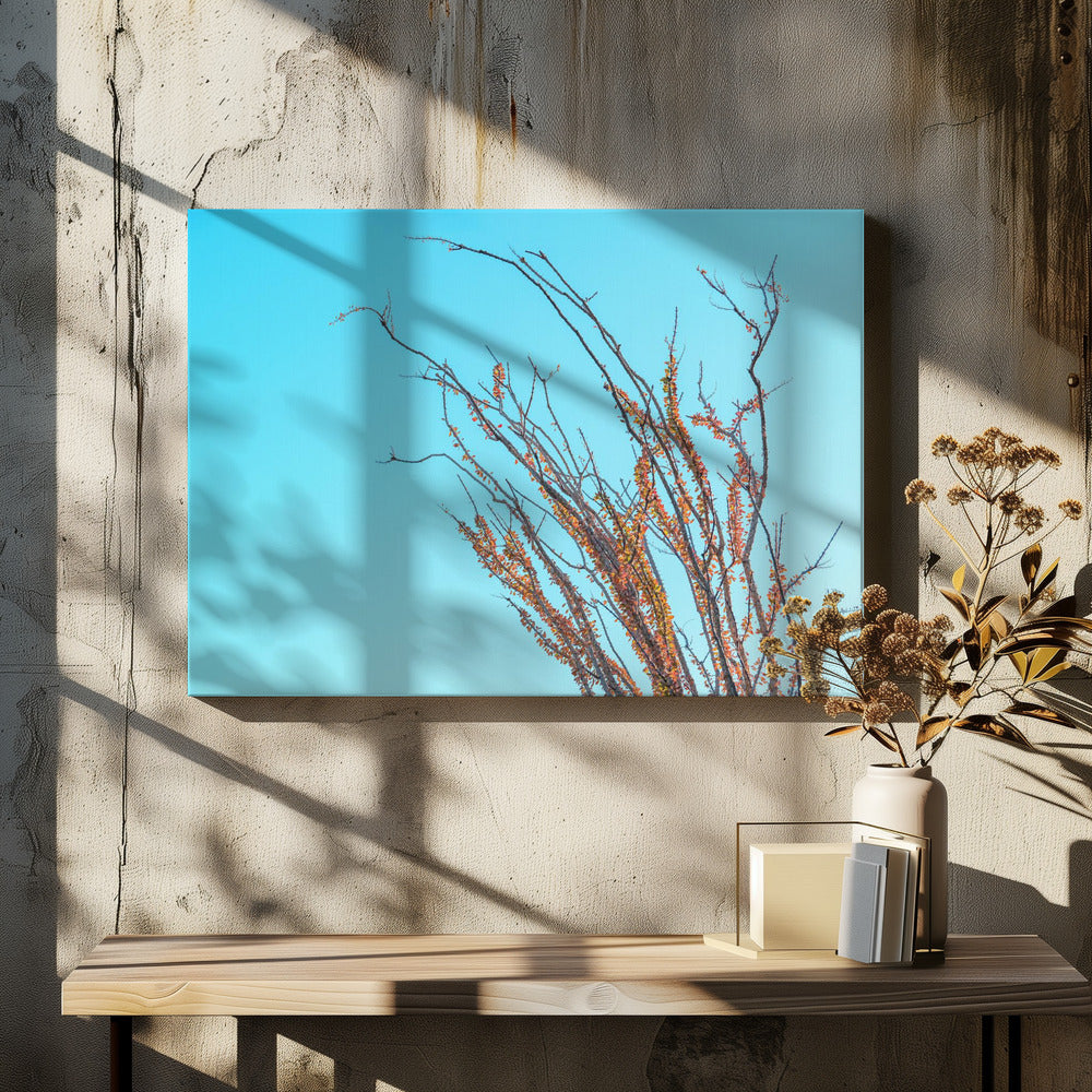 Ocotillo In the Fall