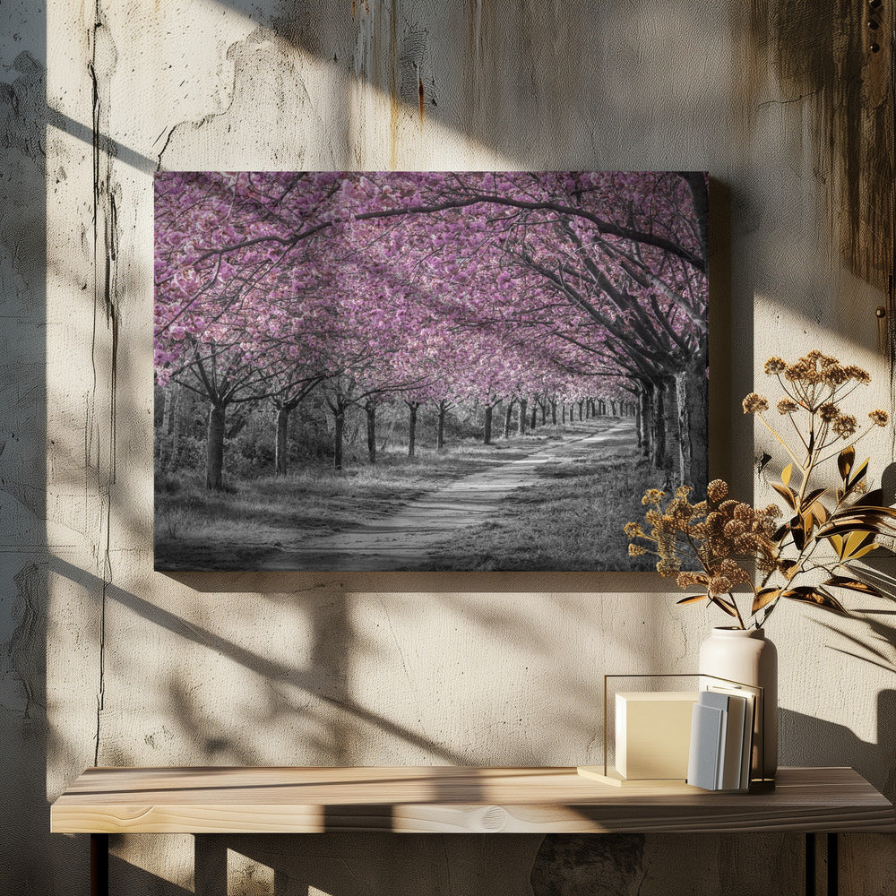 Charming cherry blossom alley in pink