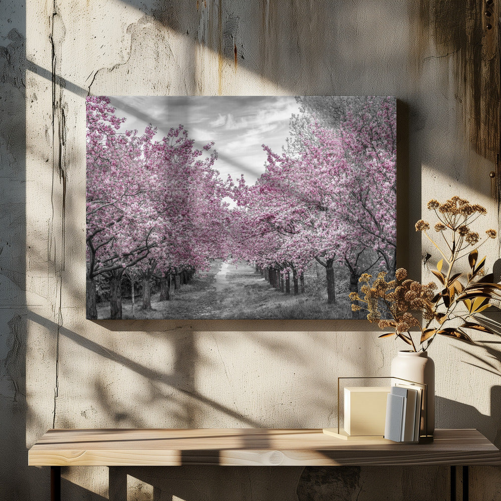 Charming cherry blossom alley