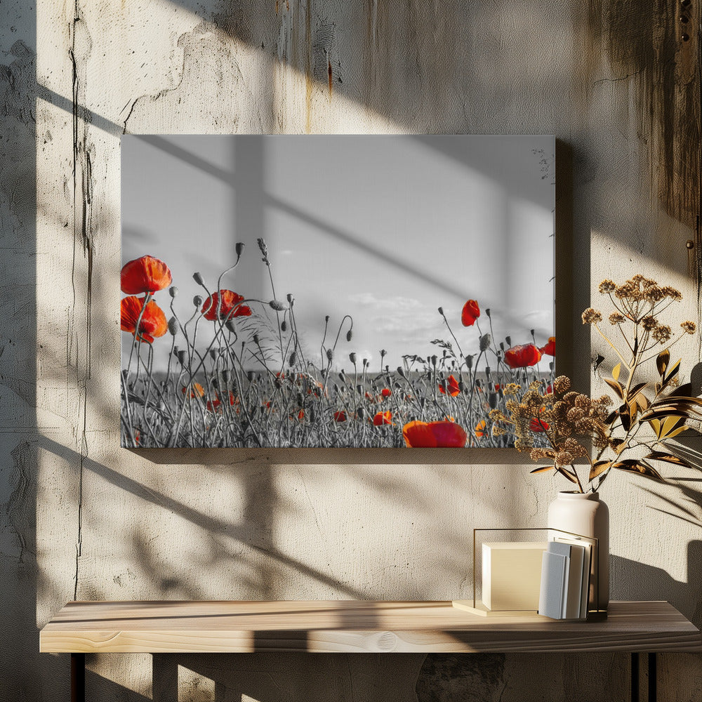 Lovely Poppy Field | panoramic view