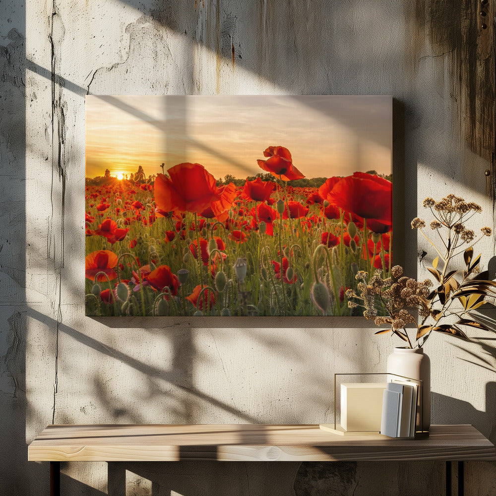 Setting sun in field of poppies | Panoramic