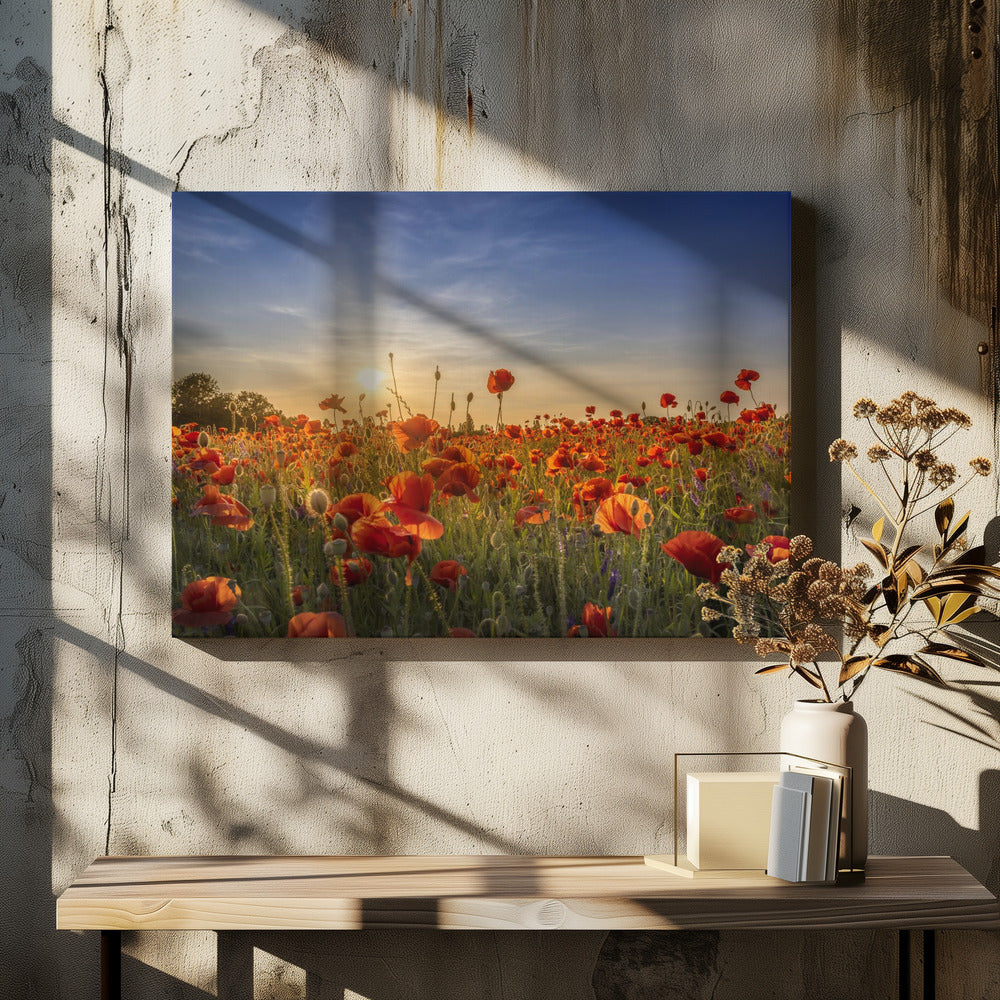 Poppy idyll in sunset